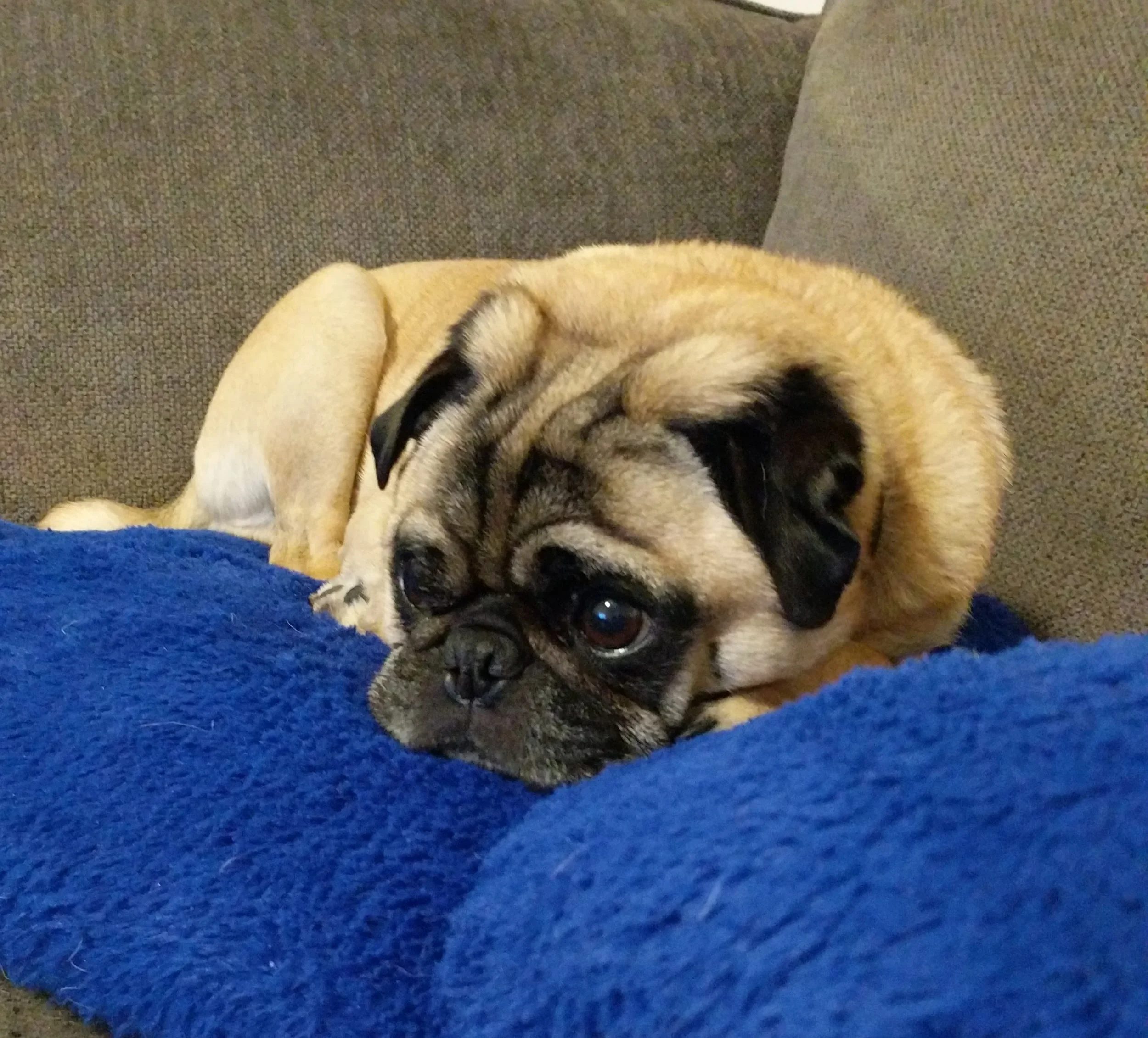 Bluegrass Pug Rescue