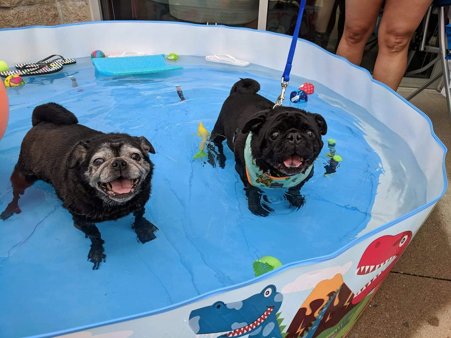 Bluegrass Pug Rescue