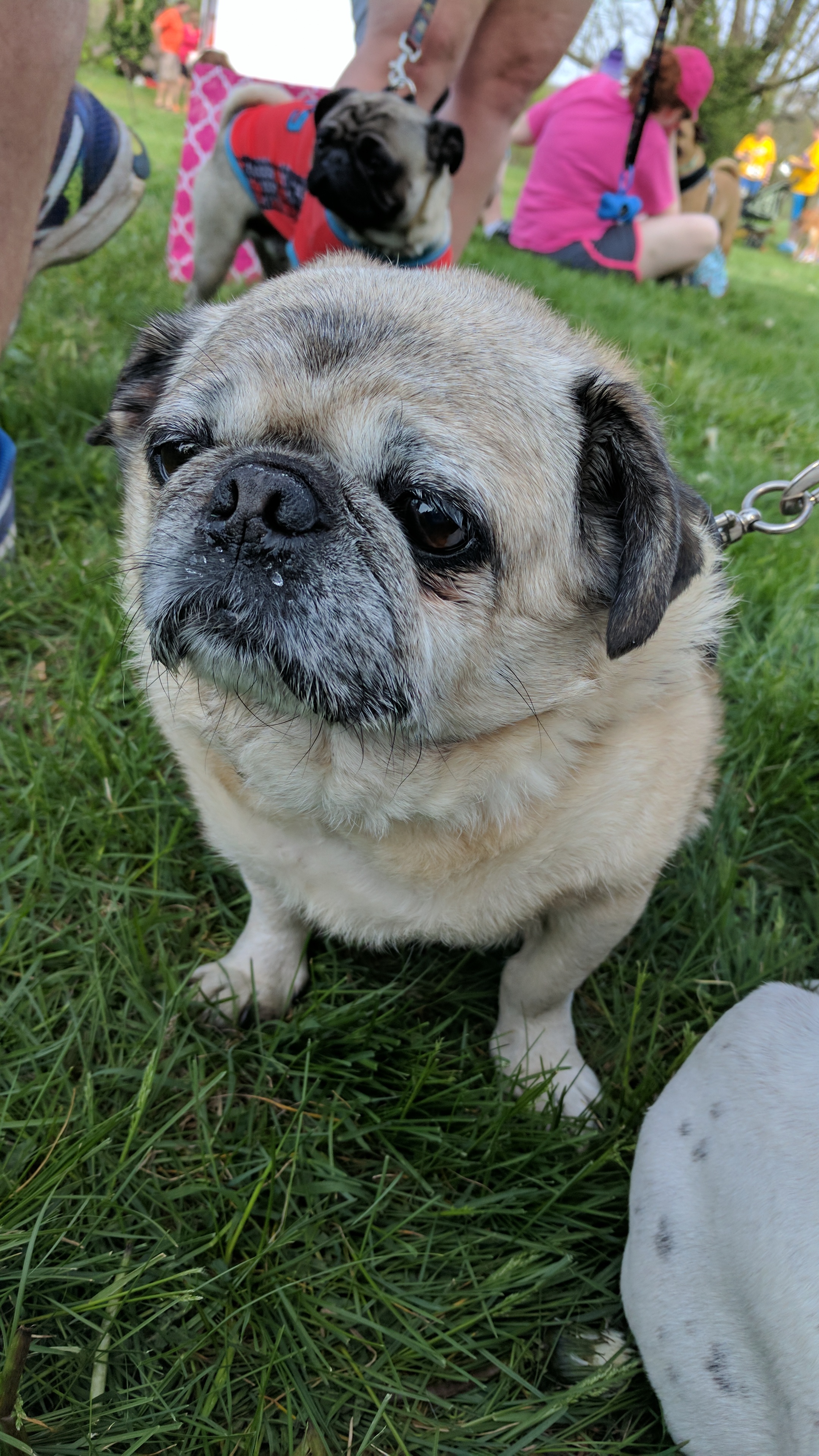 young pugs for adoption