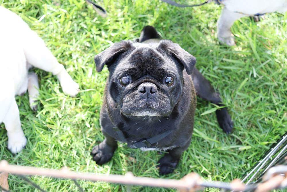 black pug rescue