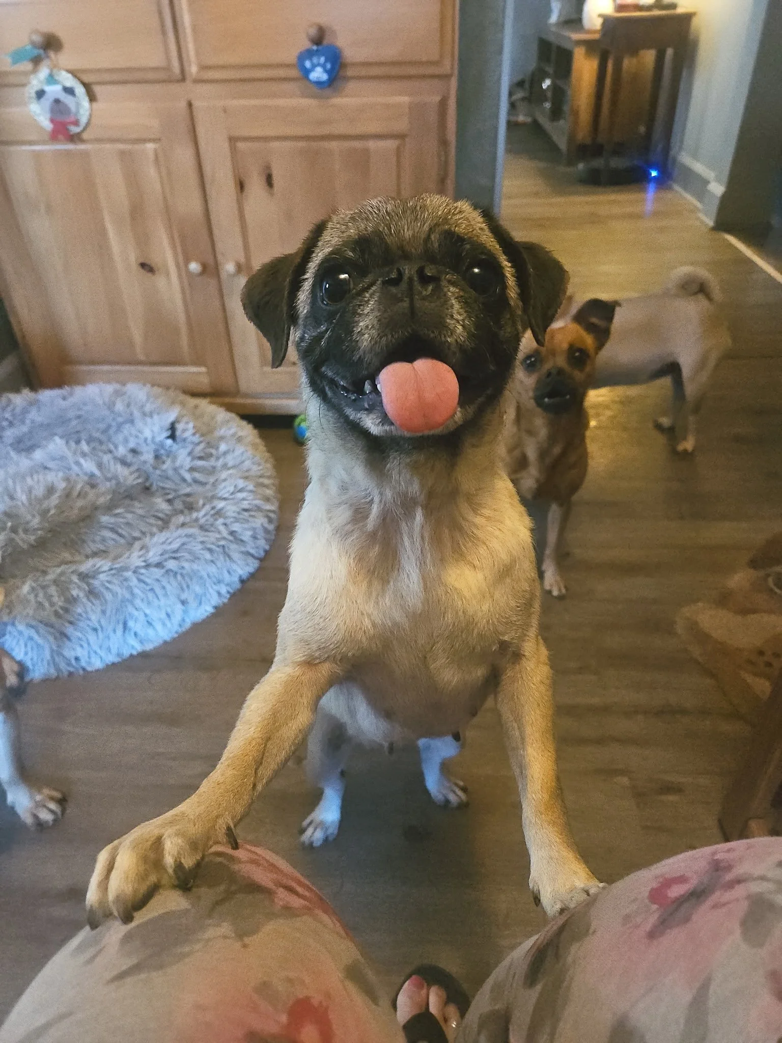Blade Pug Rescue Adoptable Pugs — Bluegrass Pug Rescue