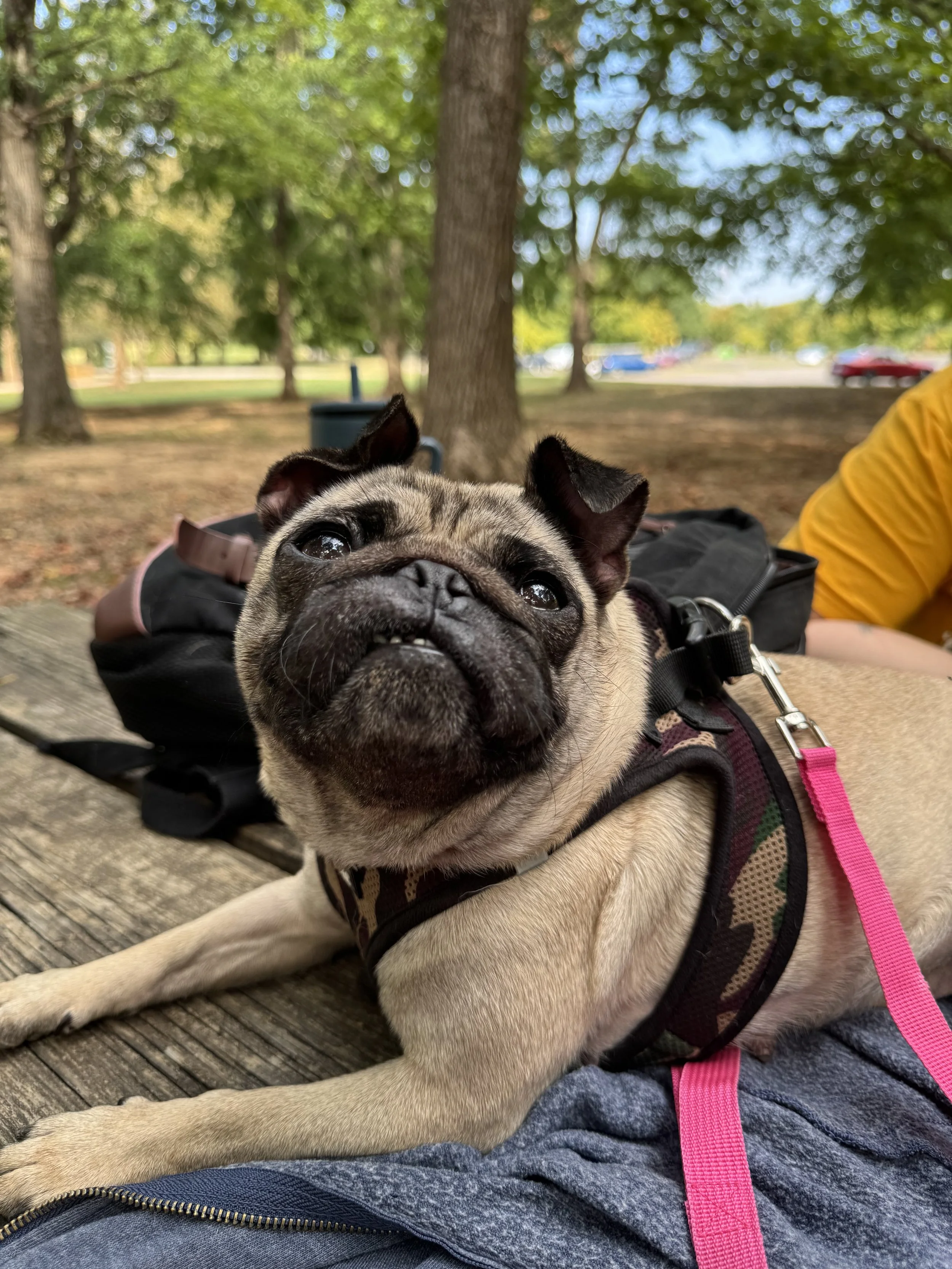 Adoptable Pugs — Bluegrass Pug Rescue