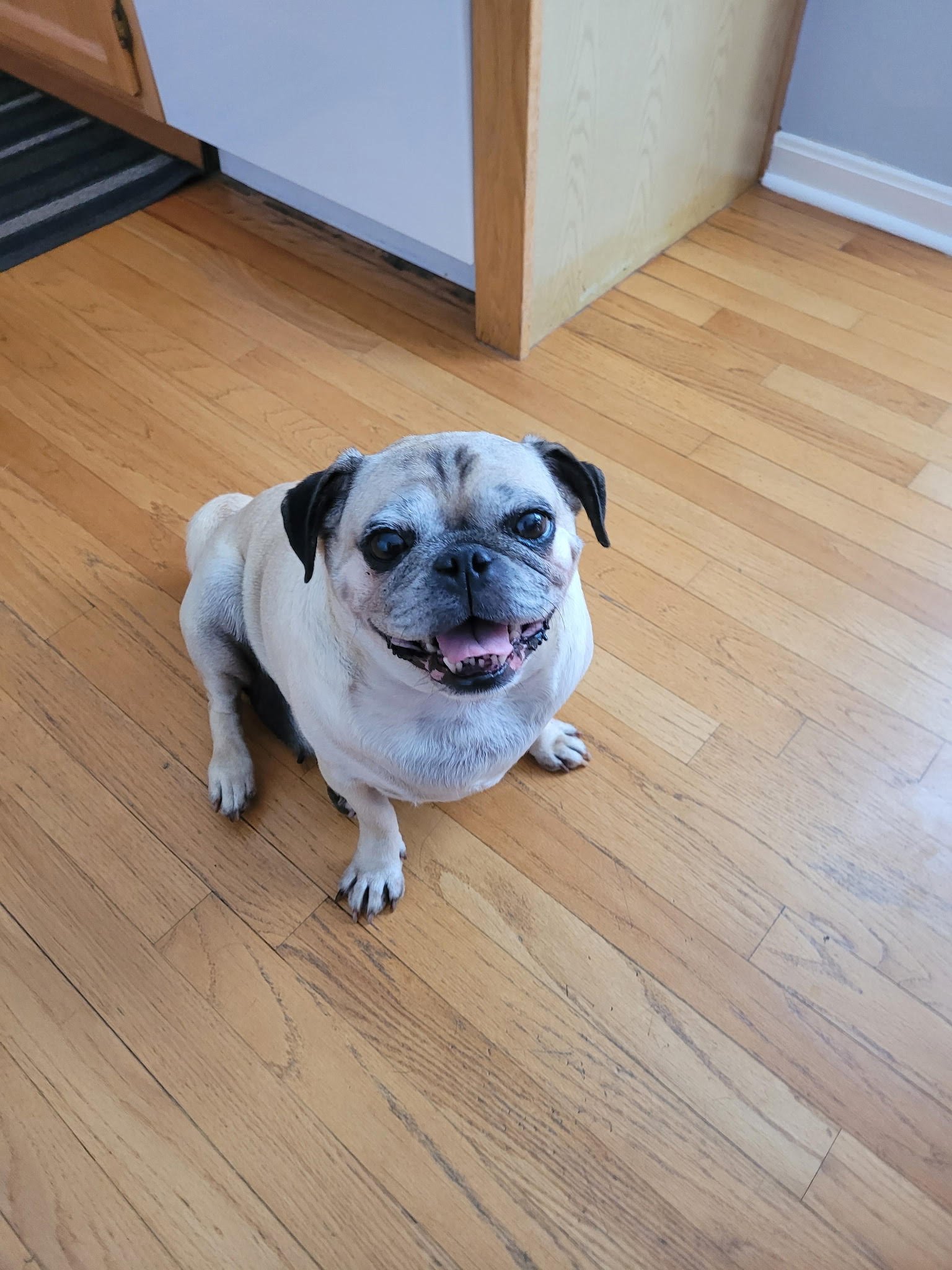 Adoptable Pugs — Bluegrass Pug Rescue