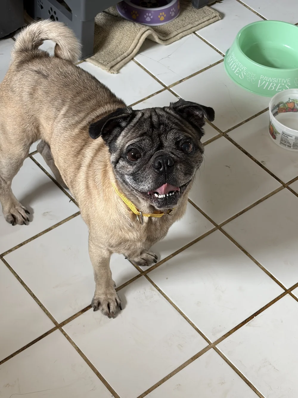 Adoptable Pugs — Bluegrass Pug Rescue