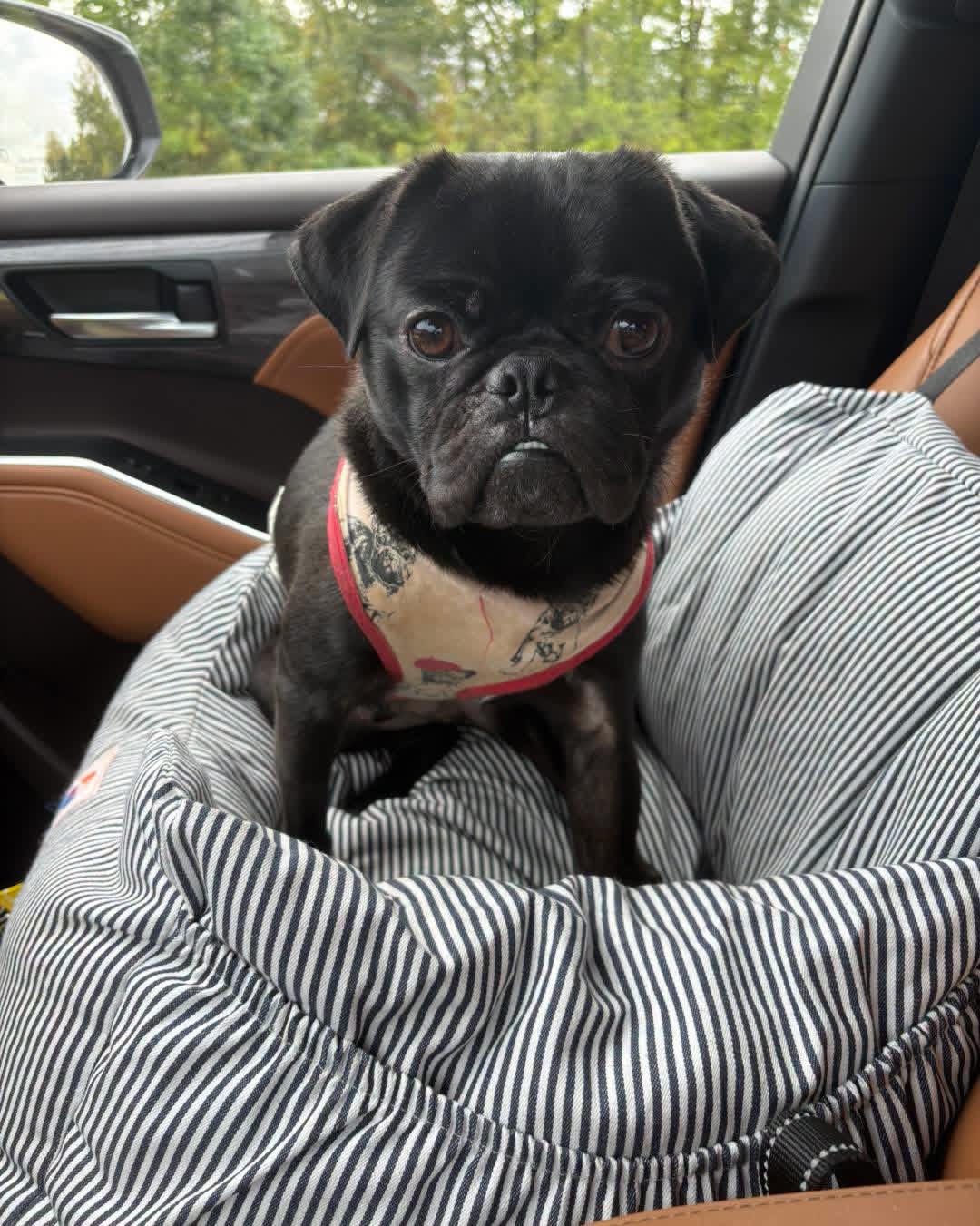 Adoptable Pugs — Bluegrass Pug Rescue