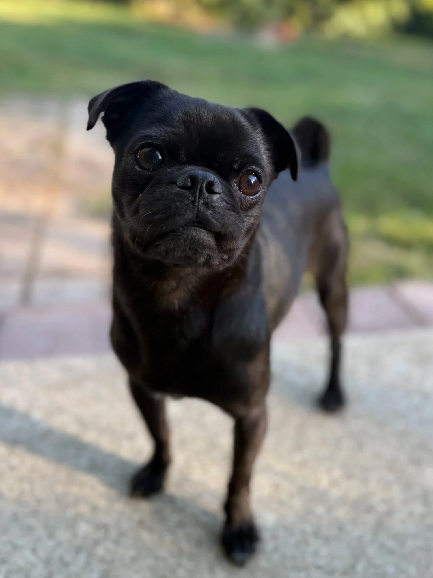 Adoptable Pugs — Bluegrass Pug Rescue