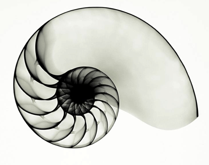 nautilusshellhirez.png