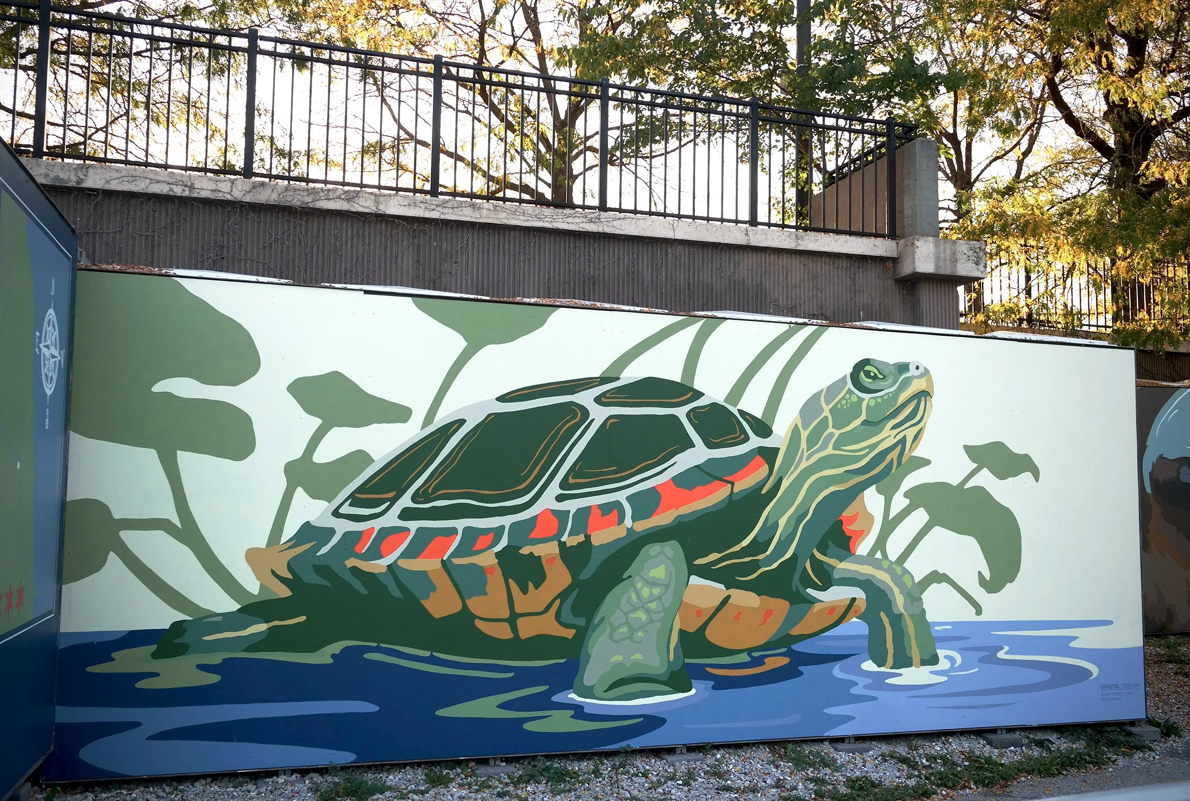Turtle.JPG