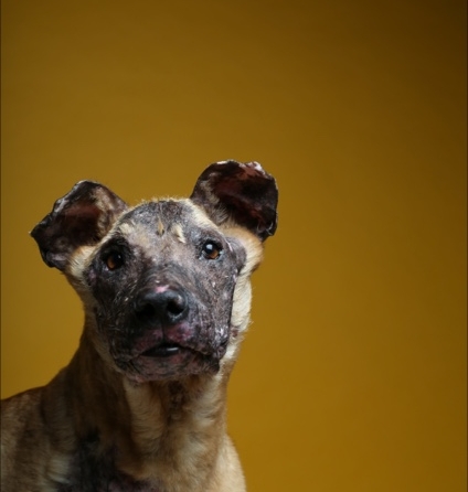 This rescued terrier had known only arbitrary and capricious hate and violence. But now he has found a loving forever home with a Rover Haven customer. 
