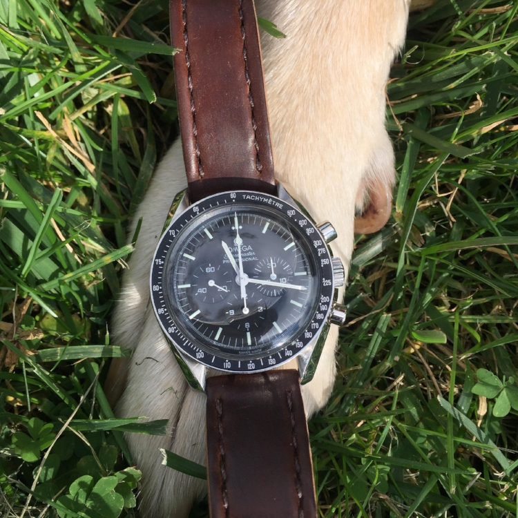 Speedy 3572 on a Cognac Arts & Crafts, being enjoyed by its best friend!