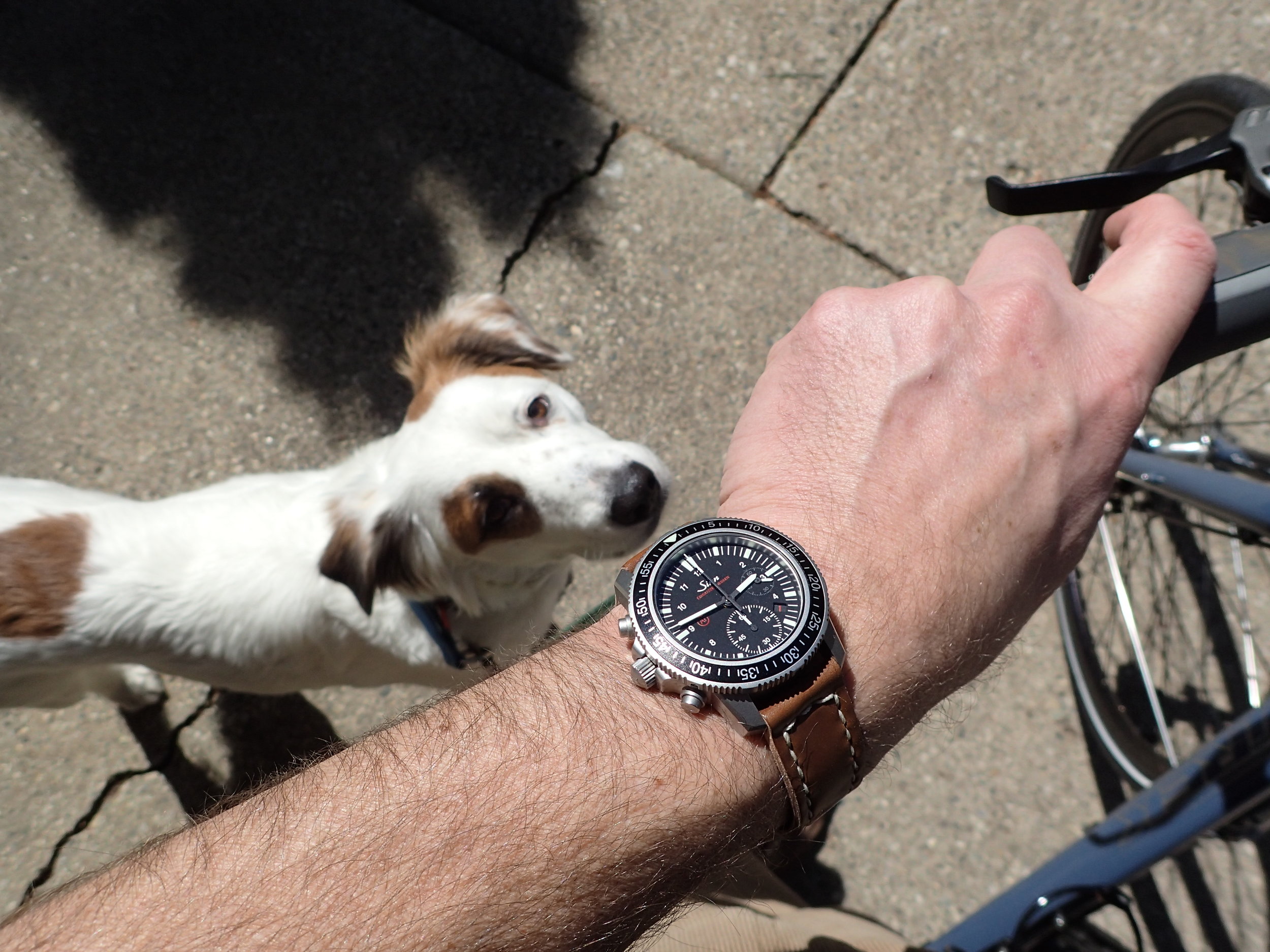 Juniper is ready for me to start the chronograph so she can start running. 