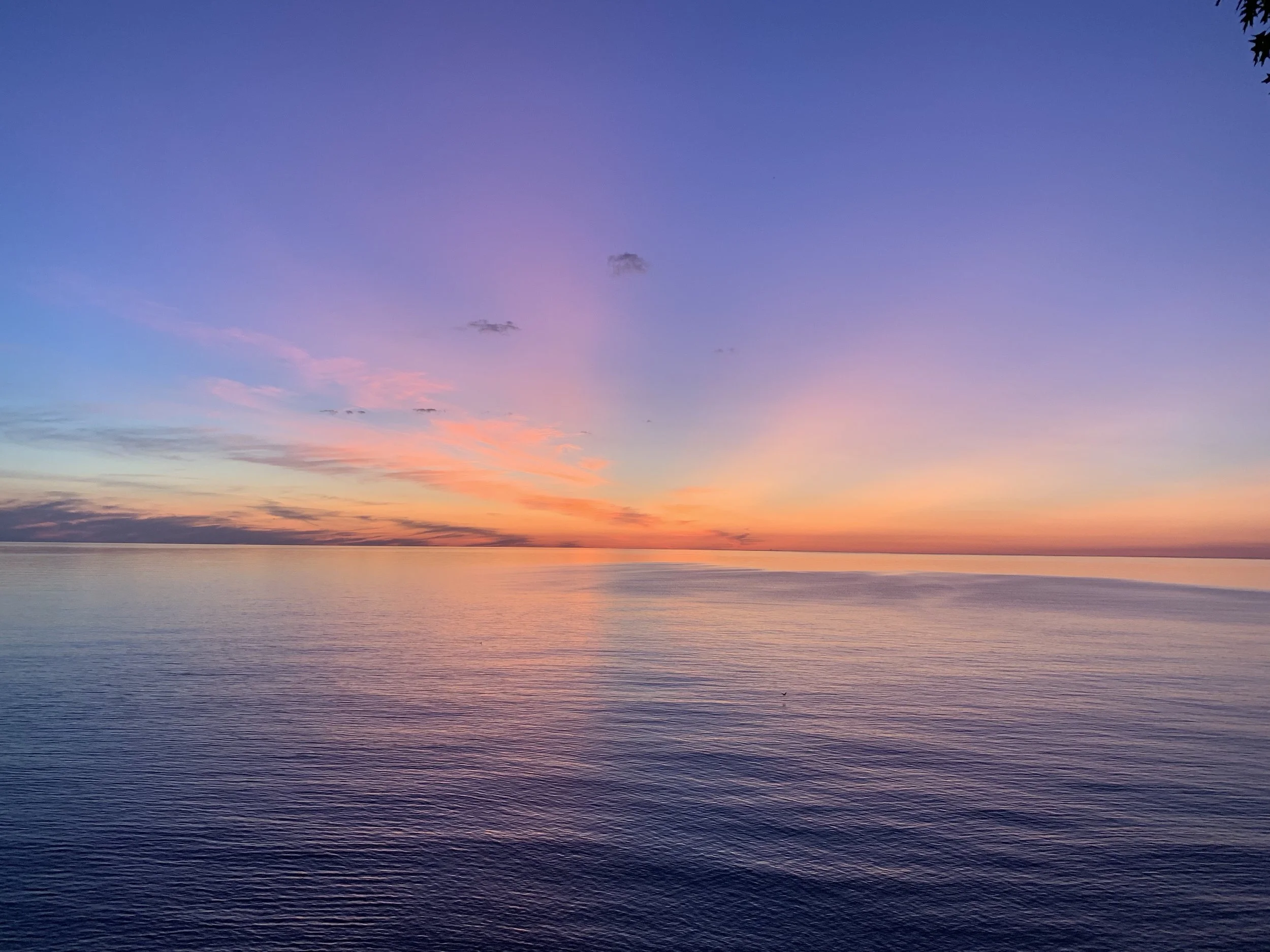 Summer reflections.  A new dog and a few new SAKs.