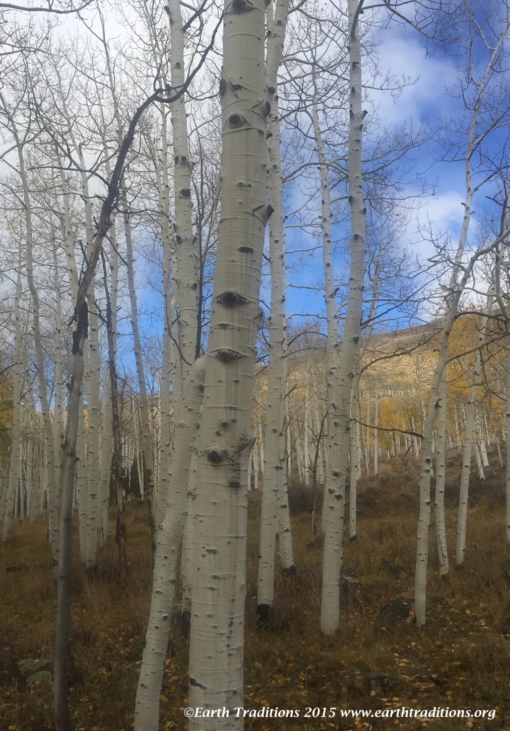 The Pando - Fishlake National Forest, Utah