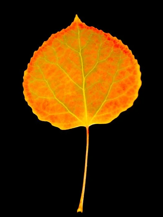 aspen-tree-leaf-drawing-1401448.jpg