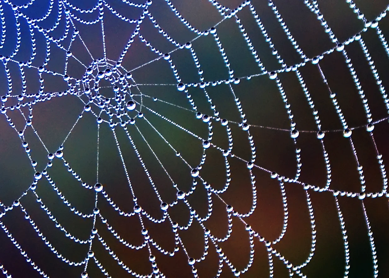 Biomimicry-Spider-Web.jpg
