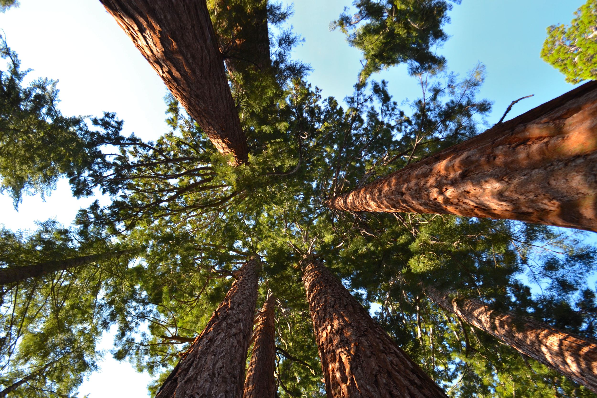 Sequoia National Forest