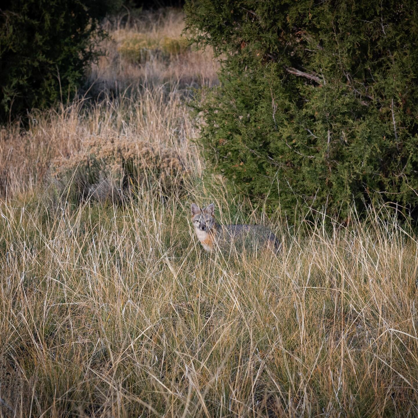 A curious and friendly gray fox welcomes us to our cabin just below the Sangre de Cristo Mountains and above the San Luis Valley.

#colorado #grayfox #sangredecristomountains #sanluisvalley #wildlife #wildlifephotography