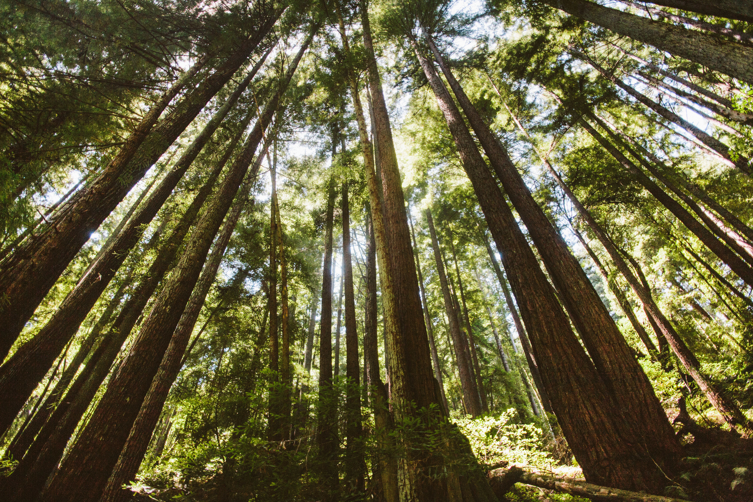 Henry Cowell Redwoods State Park, CA