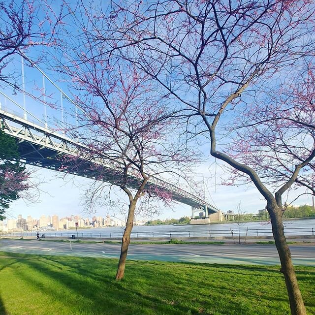 I have never been more happy to be a runner than during this shutdown. I owe so much to my morning runs and today was especially nice. Keep staying bright NYC. 💜
.
.
.
#runnerslife #nyc #astoria #runningmotivation #springtimevibes