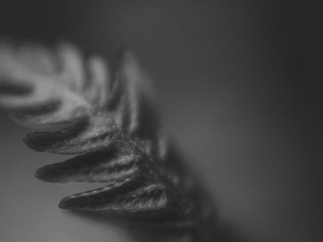 Decided to play around with some free lens macro photography while Evan played in the front yard. Also tried out a new film recipe. #creativeathome #fujifilm #blackandwhitephotography #macrophotography #botanical