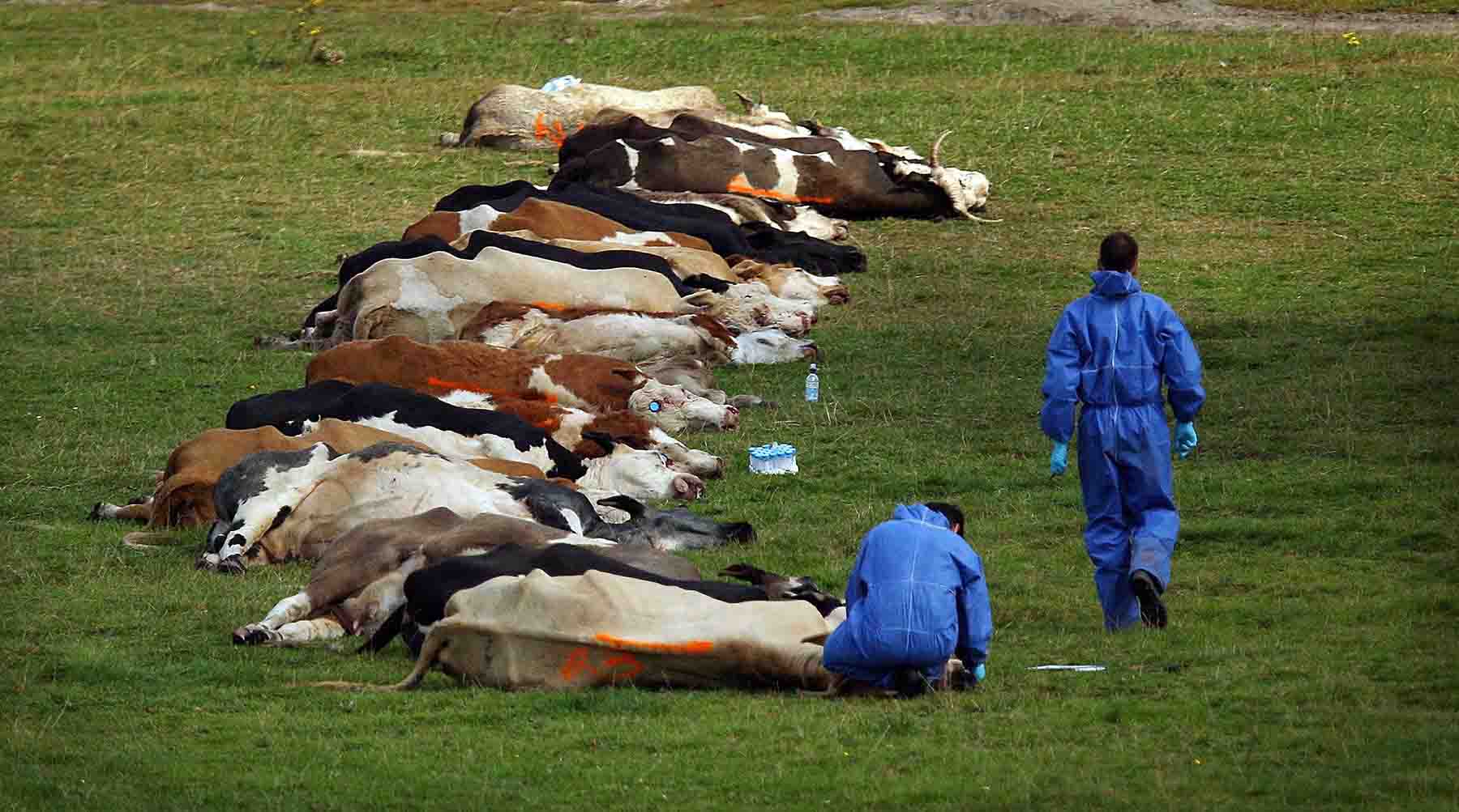 2007 Cattle are slaughtered during an outbreak of foot and mouth disease. Egham, England.