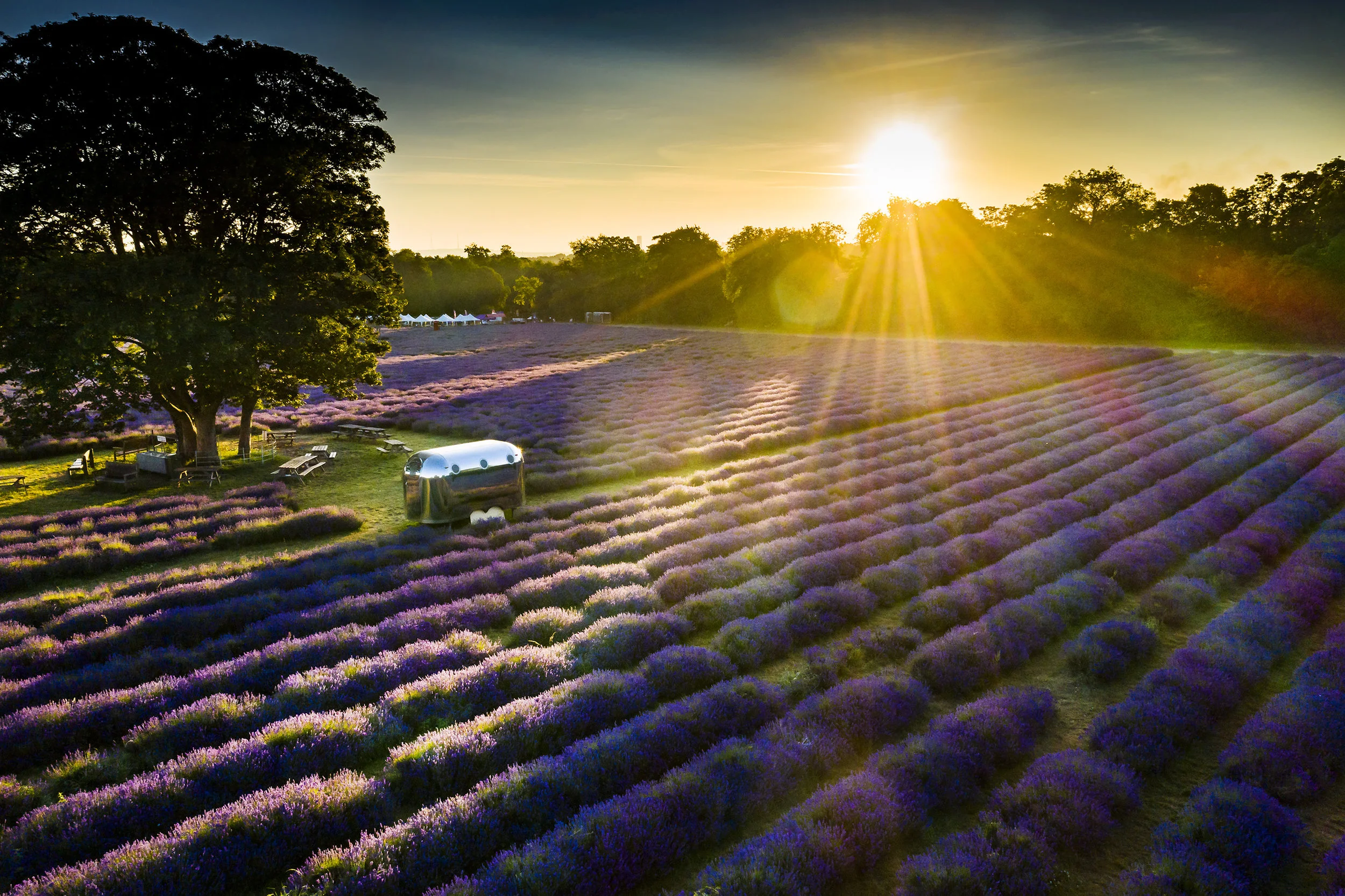 Mayfield Lavender field at sunrise in Banstead, Surrey. July 4, 2019.