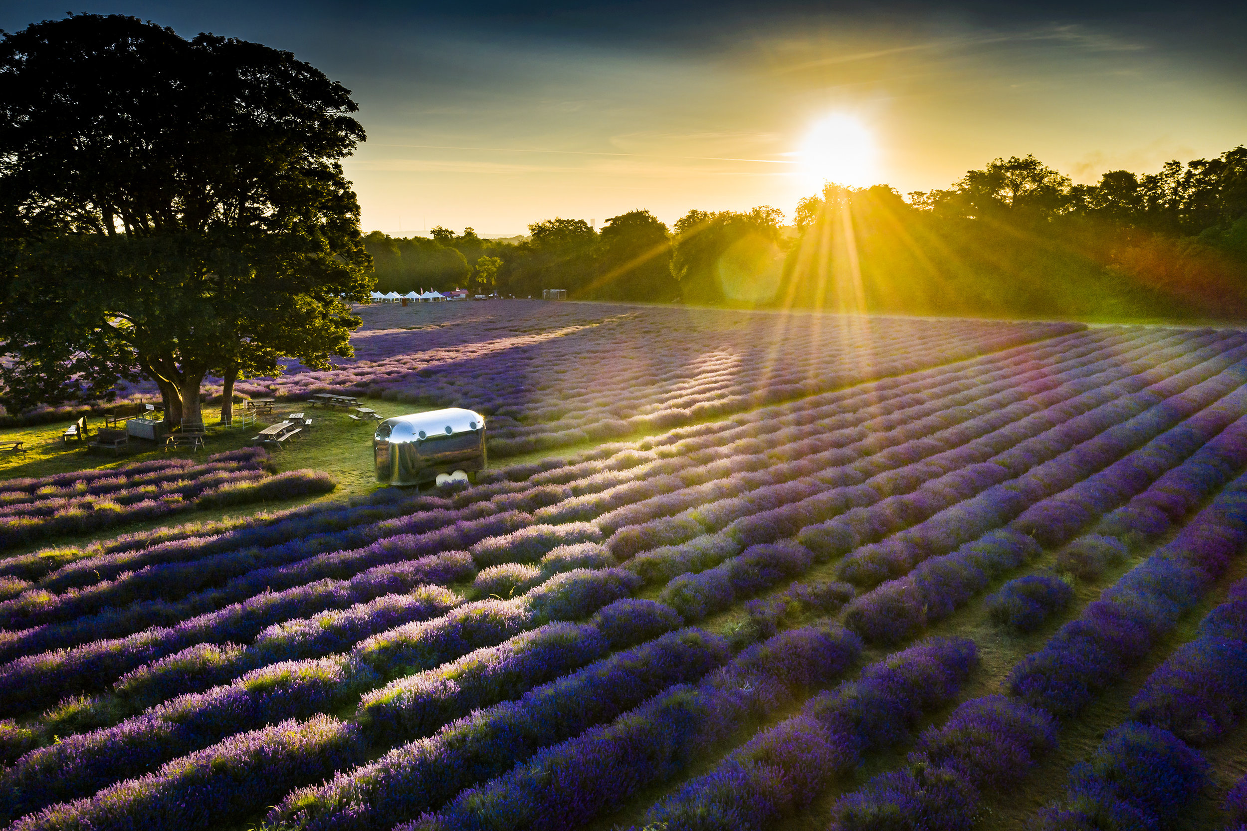 Mayfield Lavender field at sunrise in Banstead, Surrey. July 4, 2019.