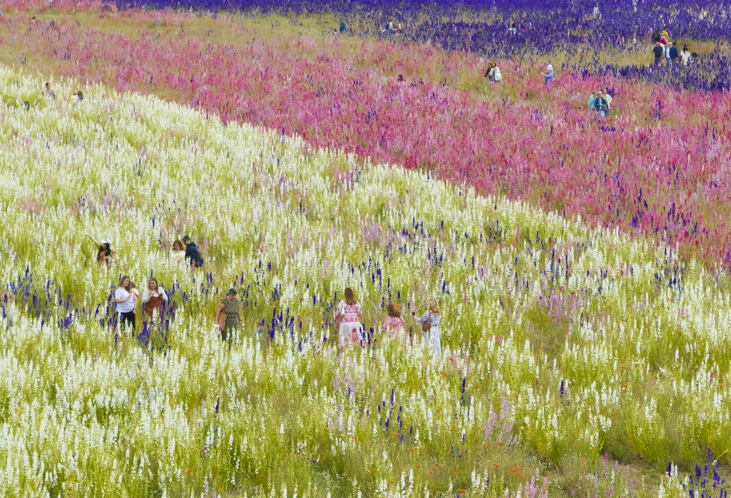Visitors to the Pershore Confetti Fields walk amongst the flowers during the short summer opening near Pershore in Worcestershire on June 28, 2024.