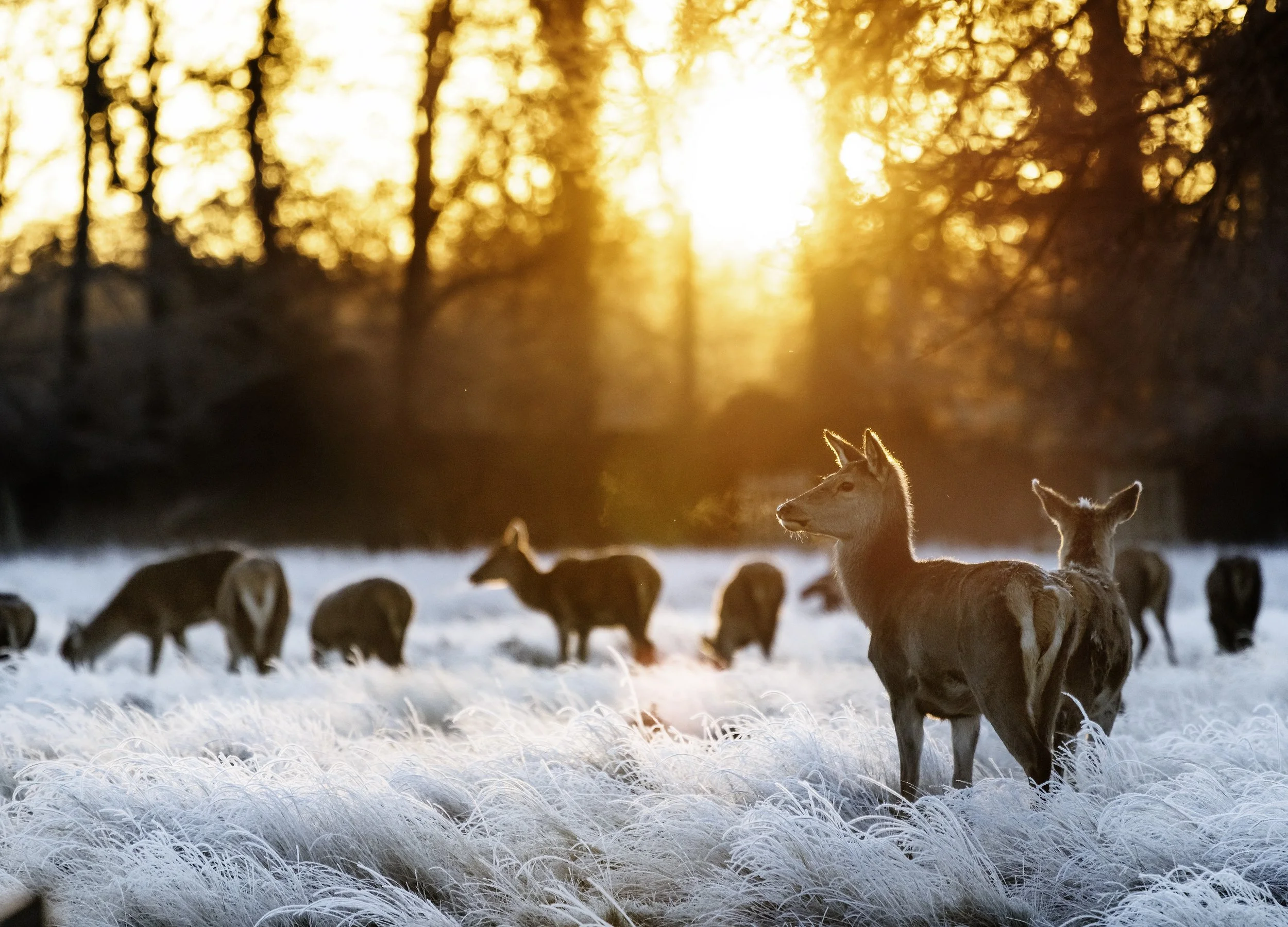Deer stand in a frozen landscape at sunrise in Bushy Park, south west London on January 3, 2025.