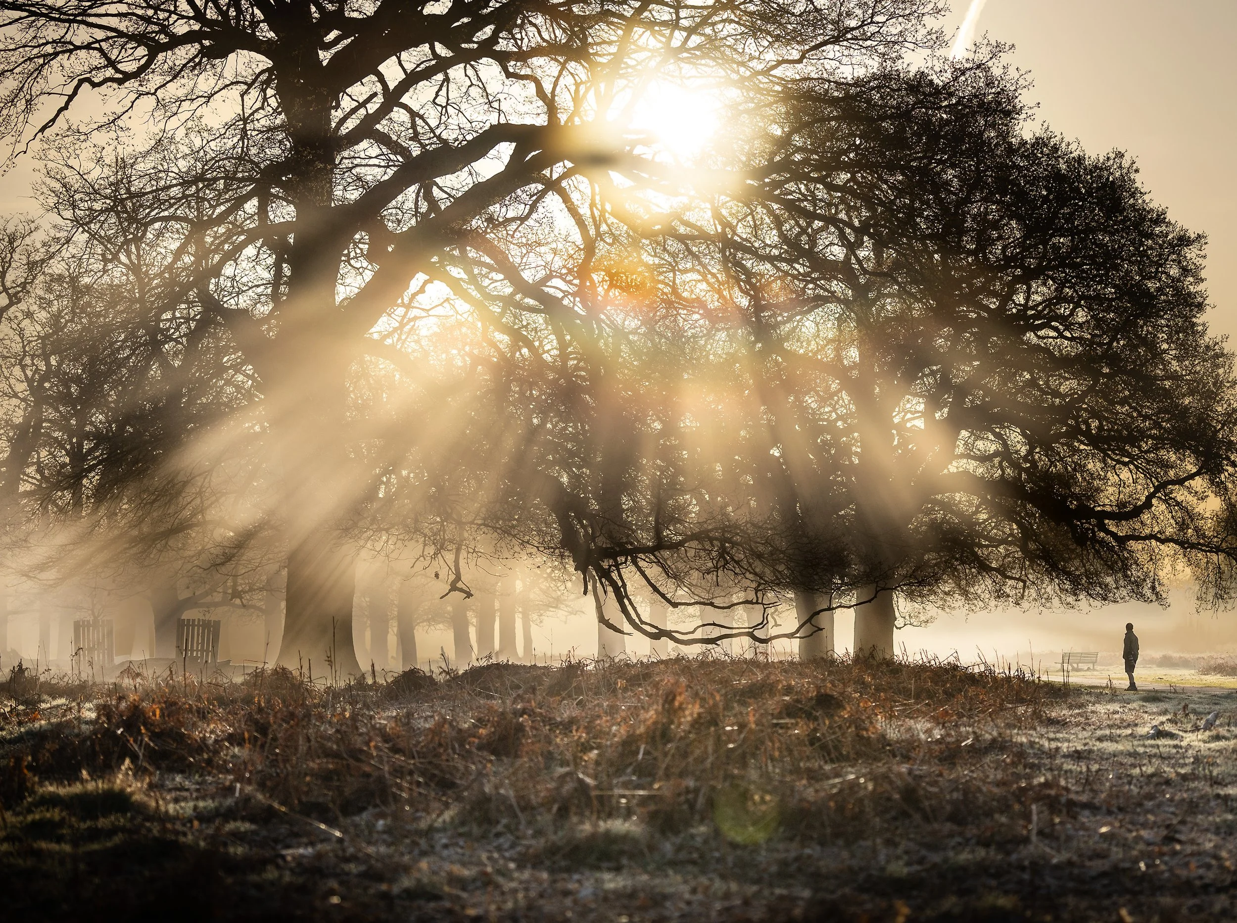 A misty start to the morning in Bushy Park, south west London on March 31, 2025.