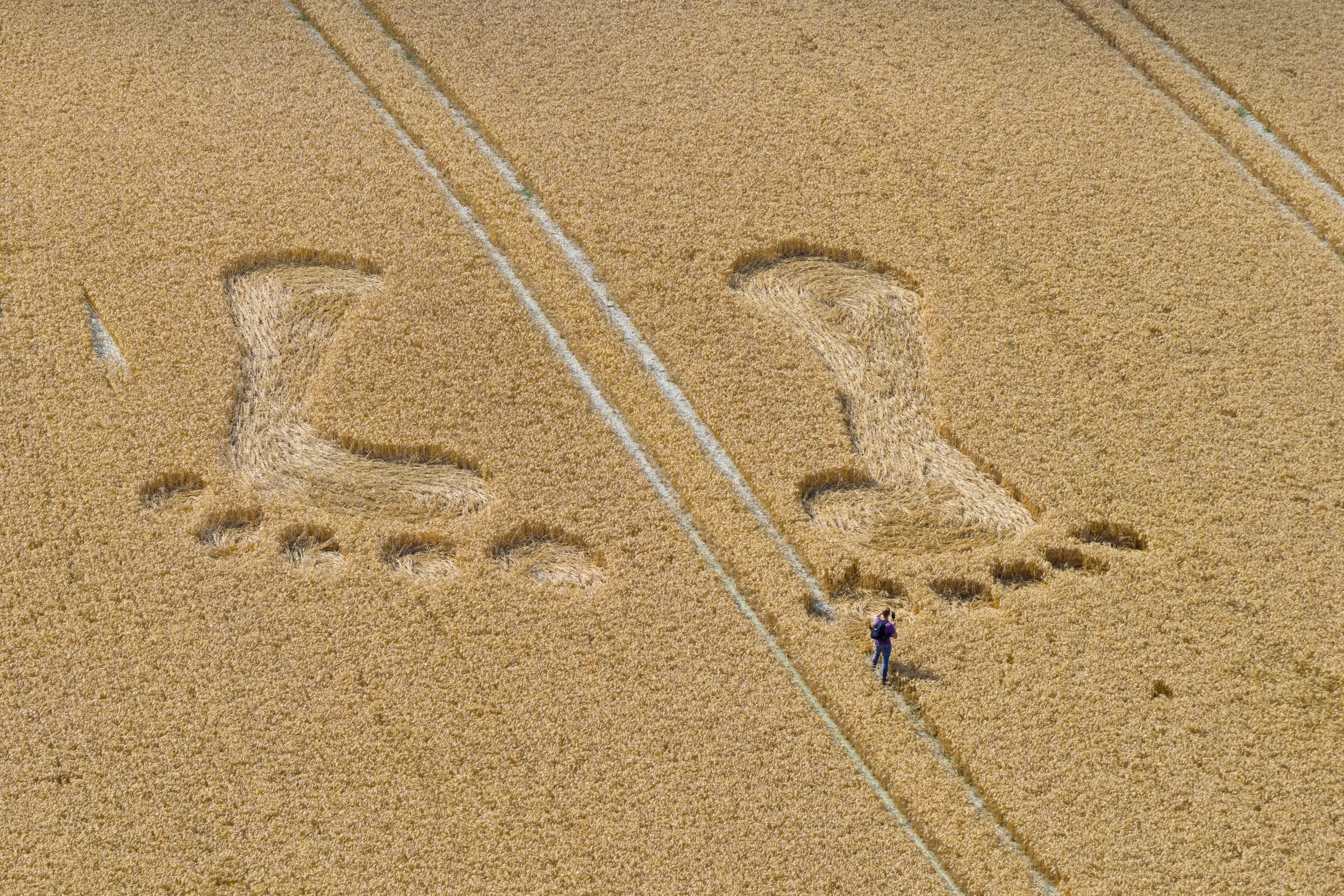 A giant set of footprints have been created in a cornfield in front of the world famous Longman of Wilmington in east Sussex on July 28, 2025.