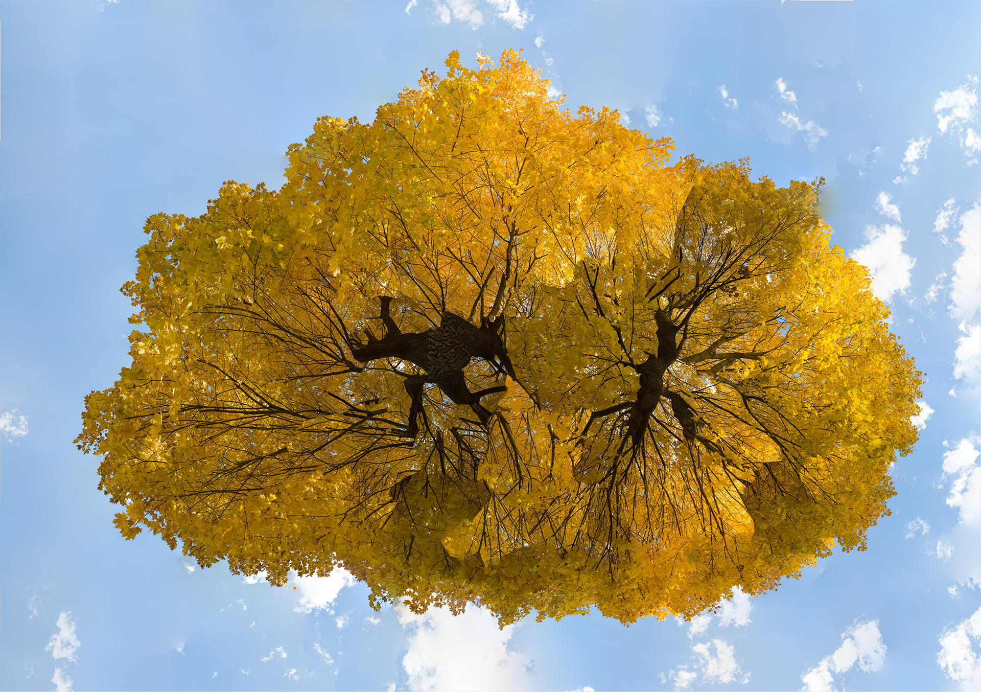 Yellow Trees
