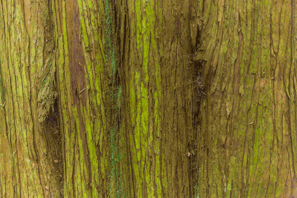 Trunk2.gif