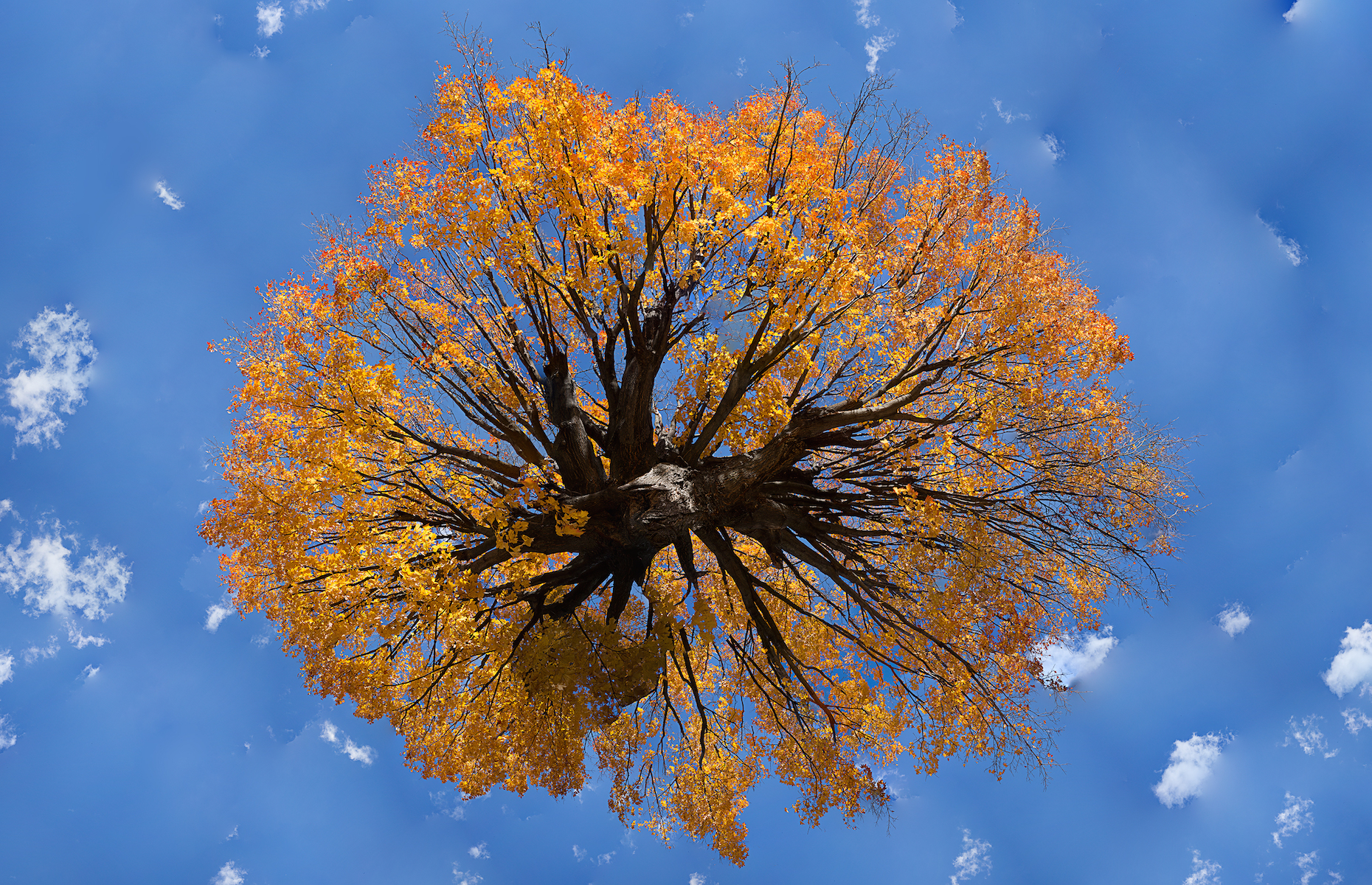 Yellow Tree Mural
