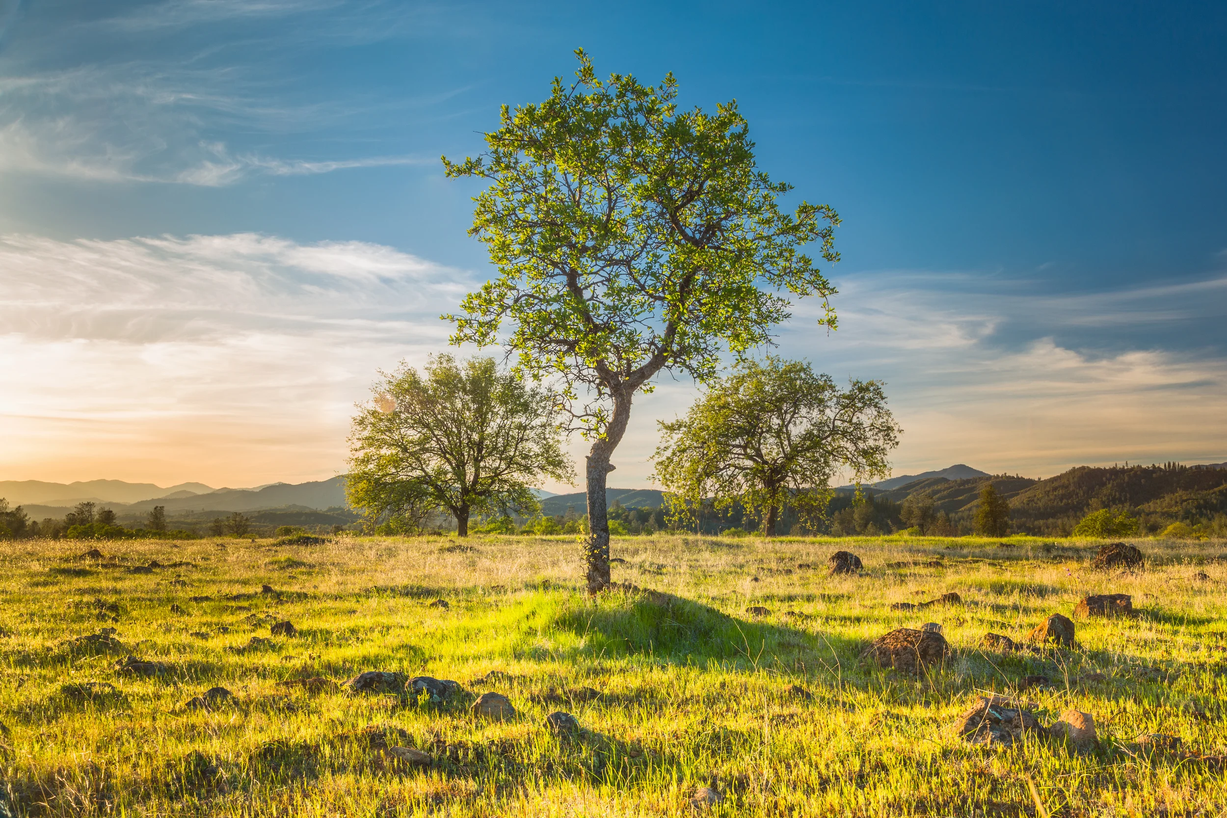 Three Spring-Time Oaks-001.jpg