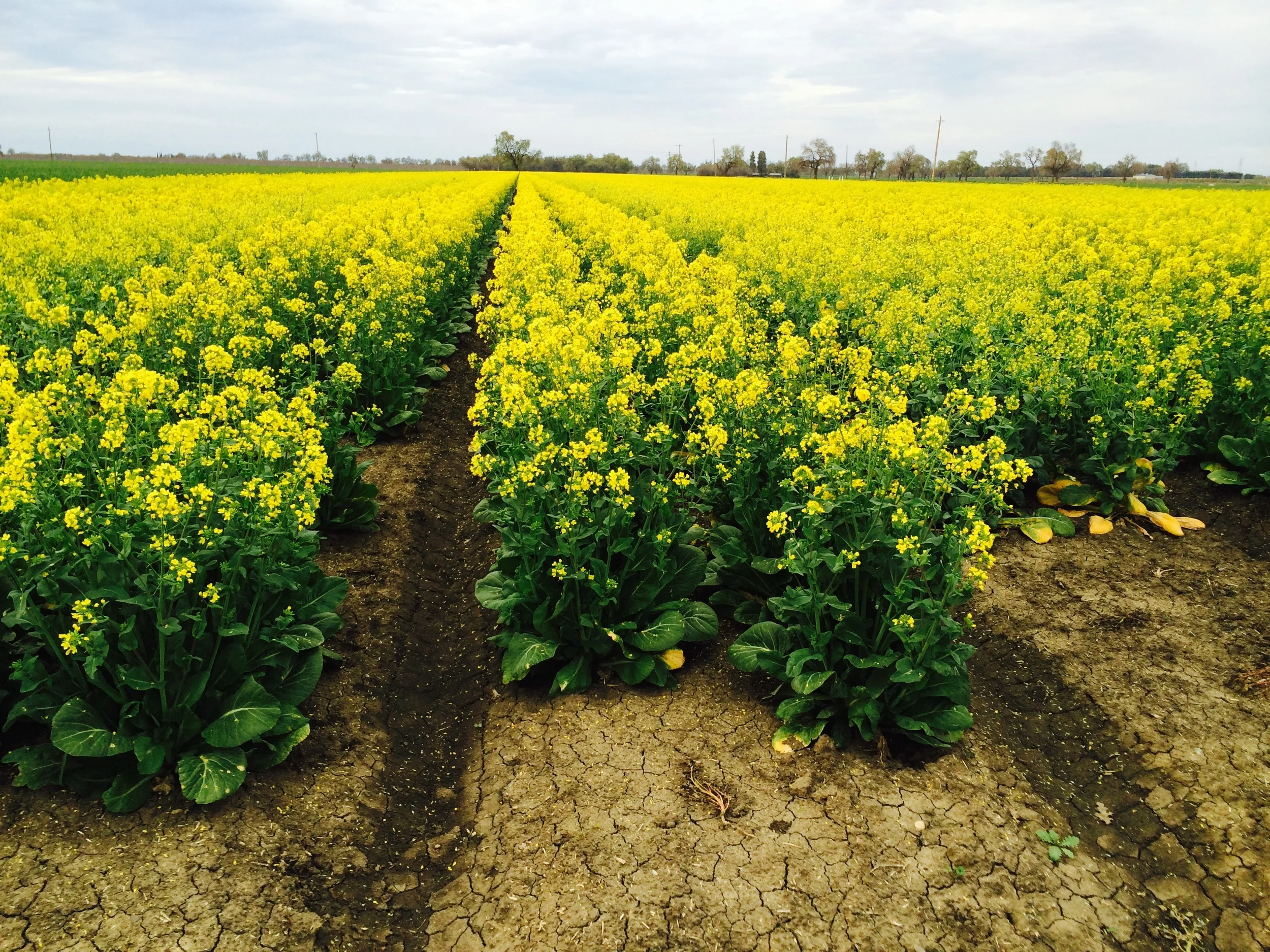 The Confusion about Toothpaste - Part 2