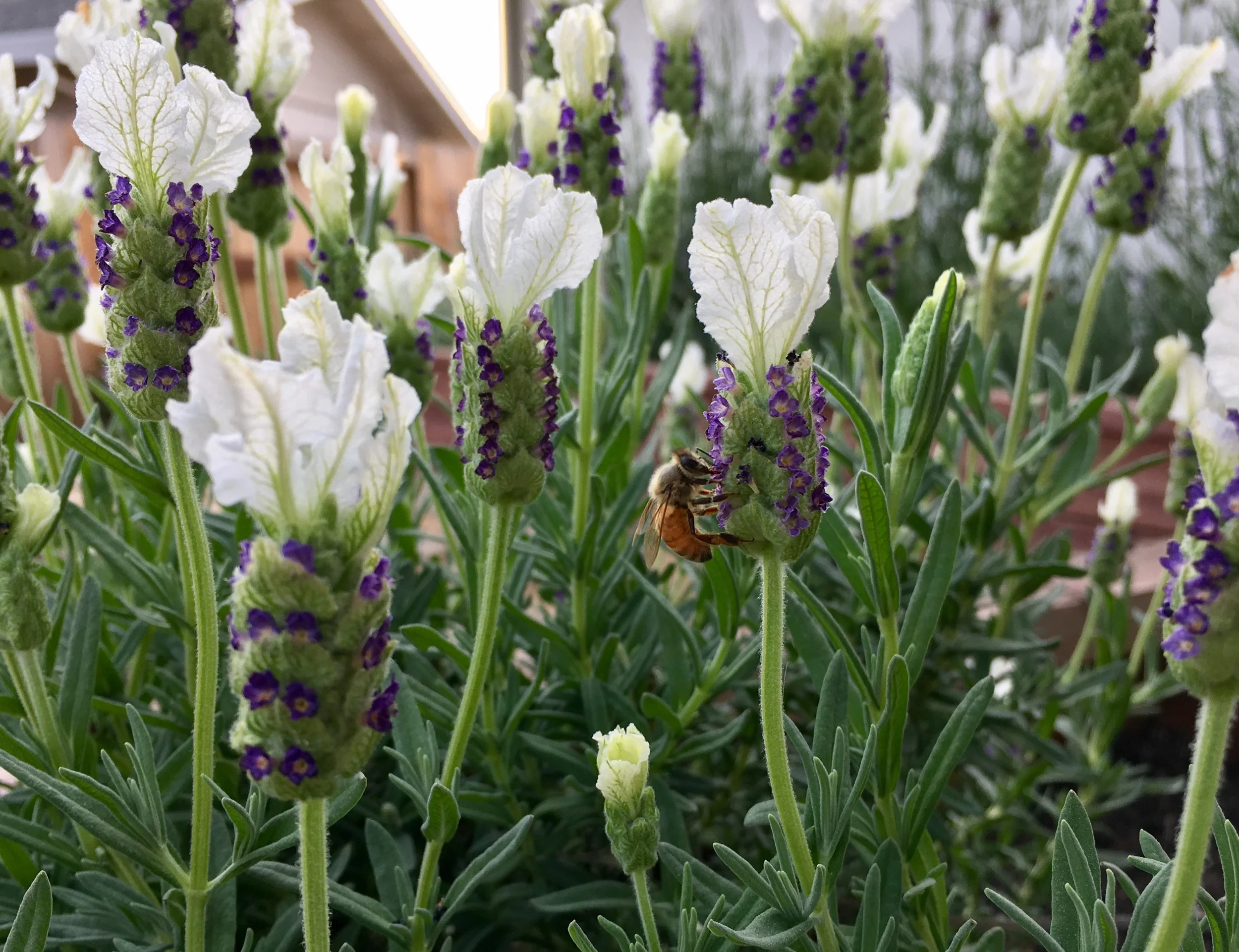 Dr. Mike Nelson Advocates Health through Food!