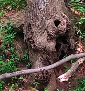Tree bark is a large eyed, humped nose, gaping mouth creature.