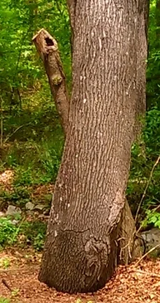 The leaning branch is a long necked, big eyed creature looking at the sky.