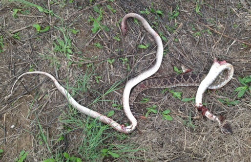 snakes.png