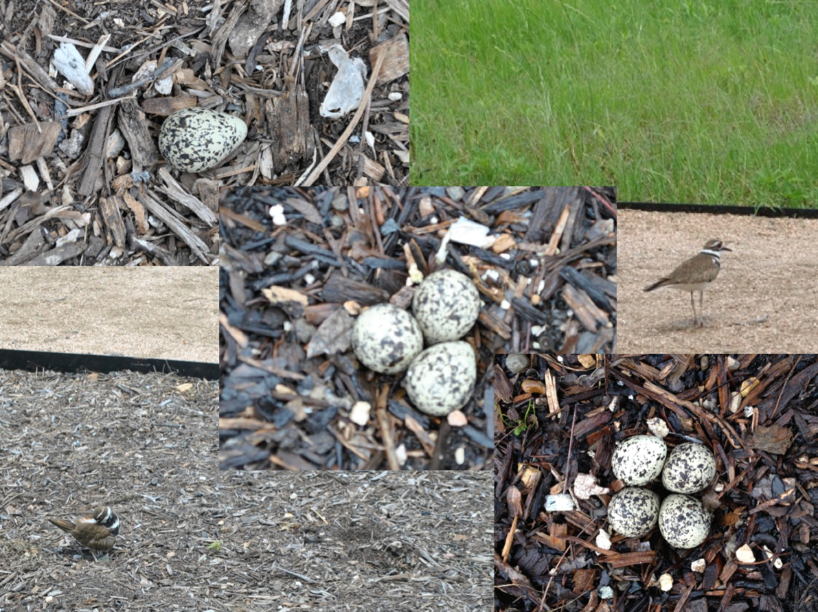 Last week a killdeer pair built a nest in our front flower bed. We watched the nest grow from one egg to four over a period of four days. We prayed for the little birds when the water began to rise. Our friend even built a little dike to protect the nest. I find it beautifully mysterious how everyone in this house is rooting for those eggs to live, knowing that their lives will be short at best, likely ending in the teeth of some predator. Even so, life is good and worth living.