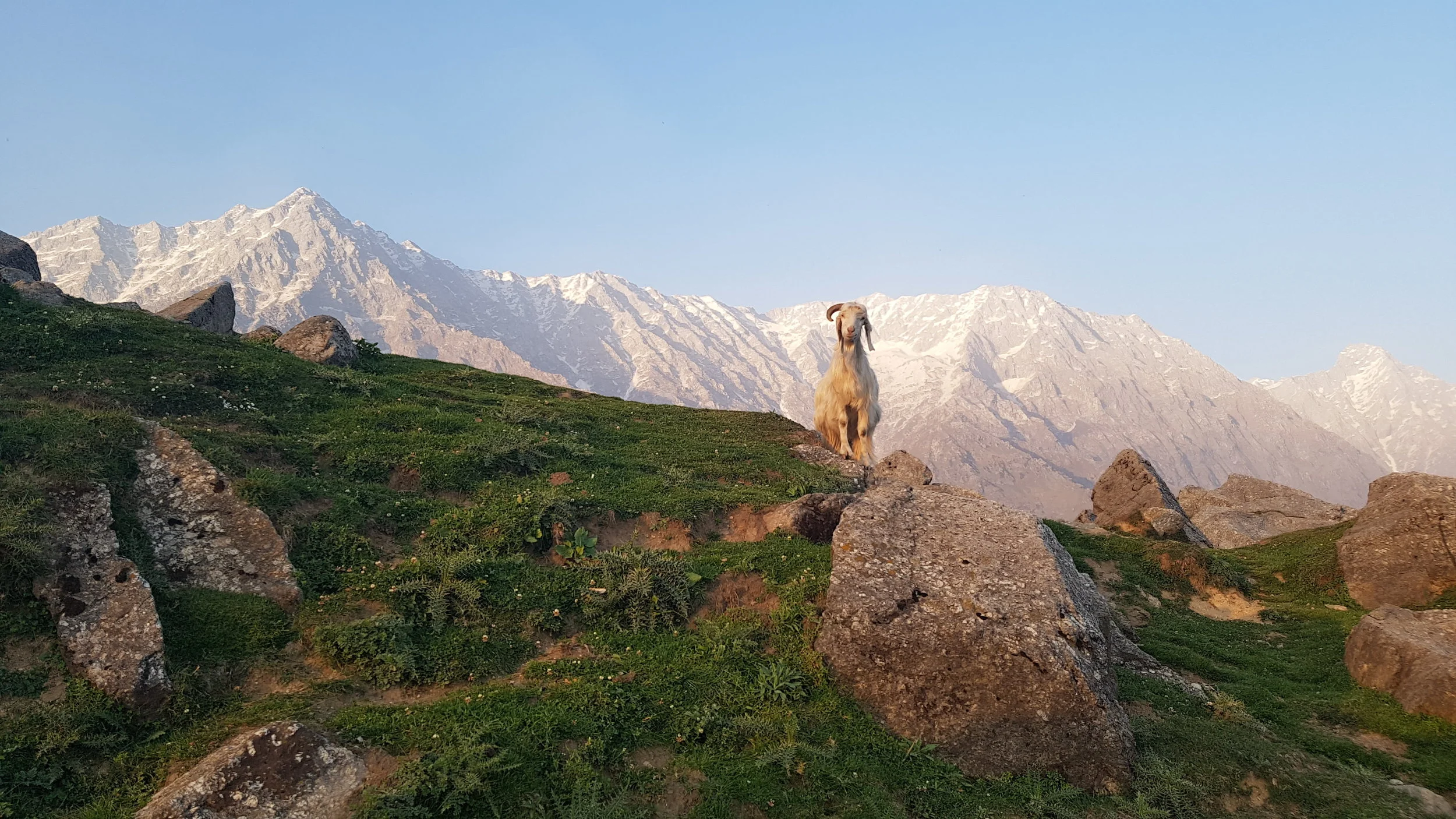Y54DharamTriund.jpg