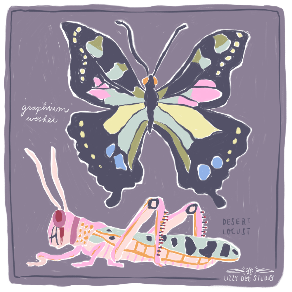 butterfly_insect_Grasshopper_Lizzy_doyle-1.jpg