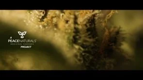 Cronos - Brand Video 2020