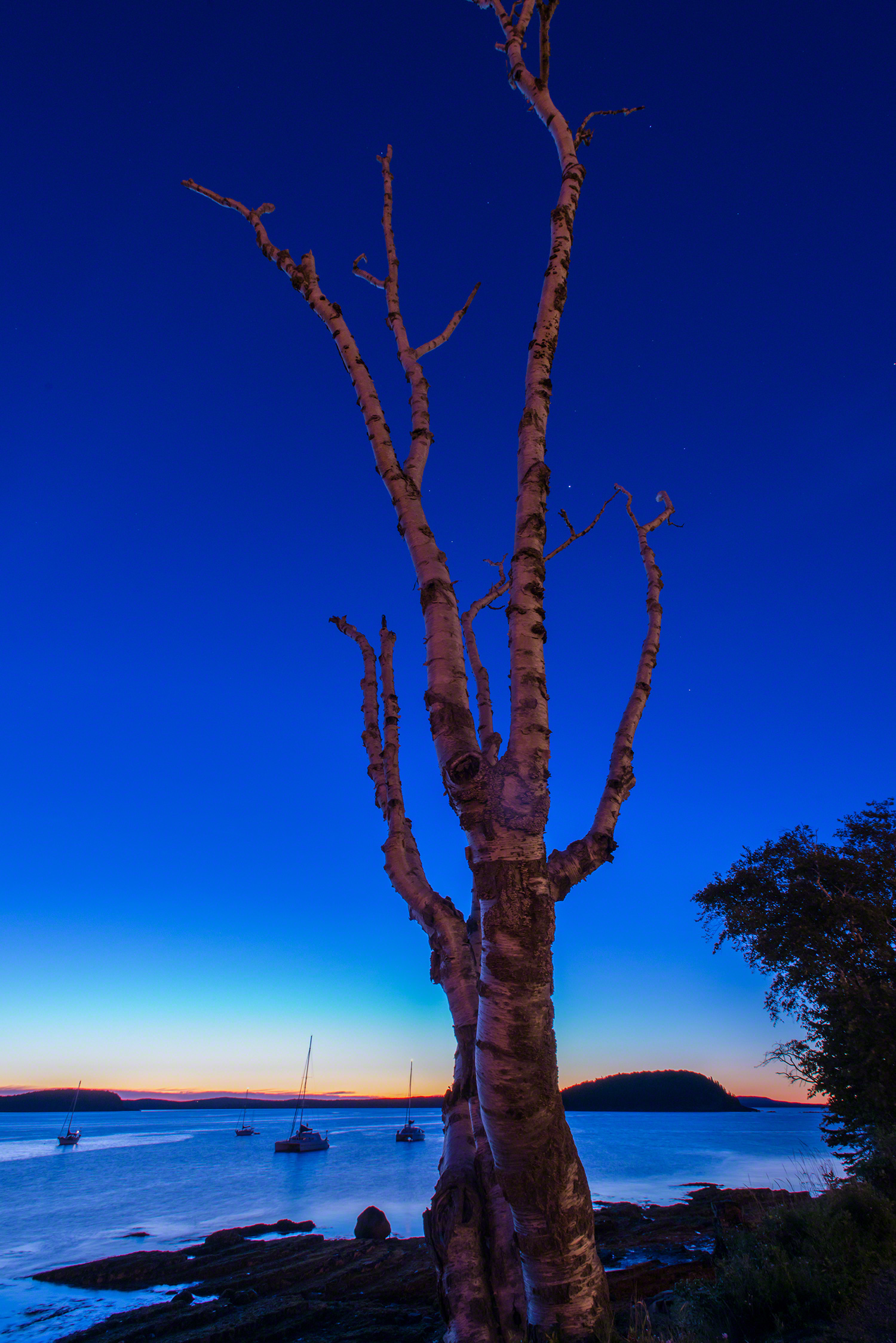 Early morning tree, Shore Path, Bar Harbor, Maine