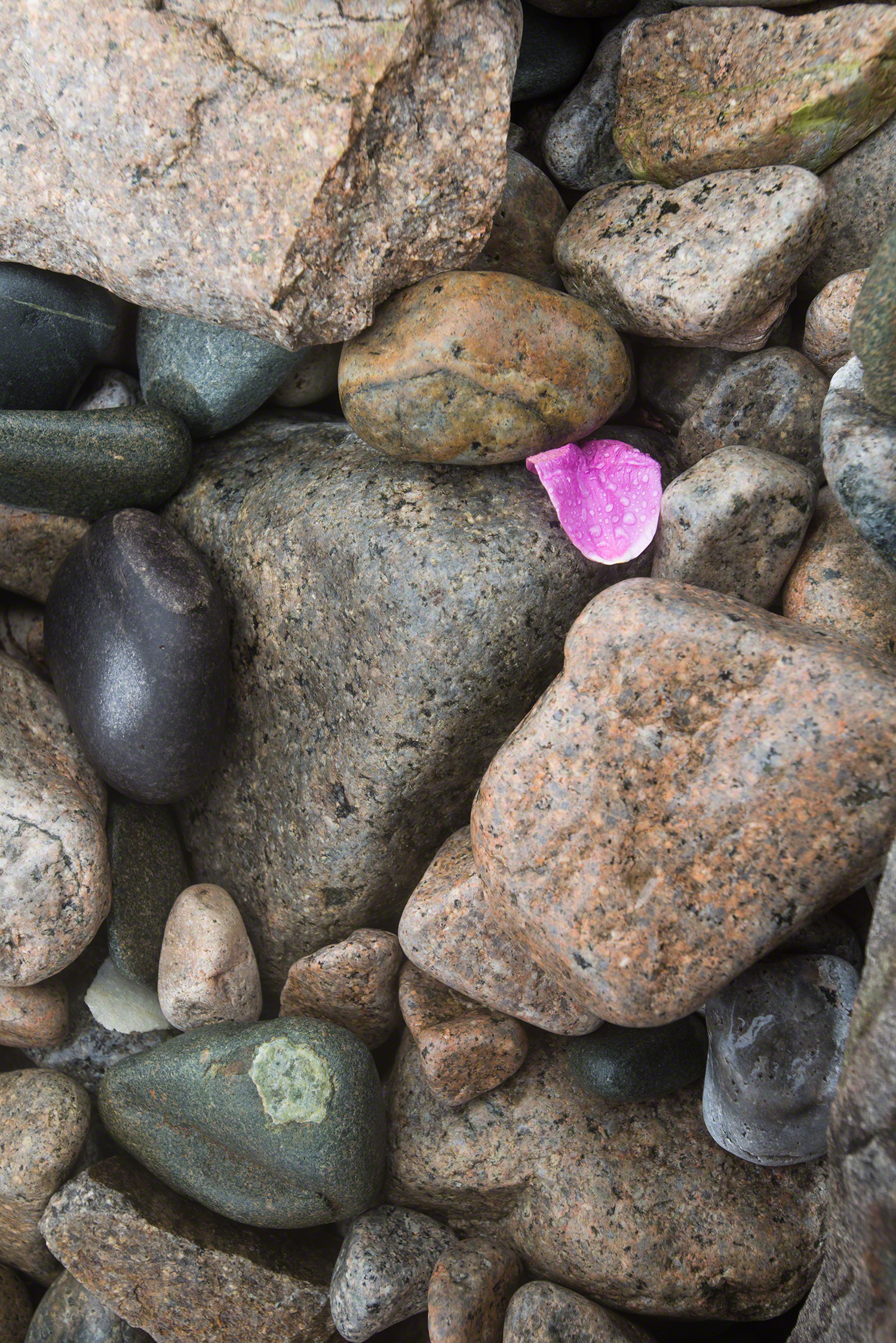Rugosa rose petal, Schoodic Point
