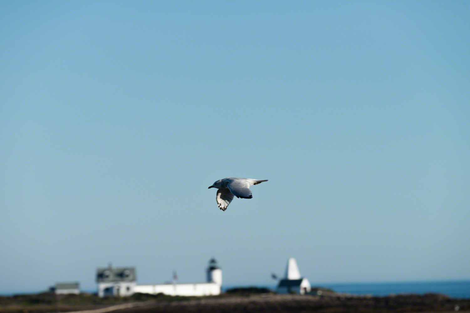 Flying at Cape Porpoise Maine