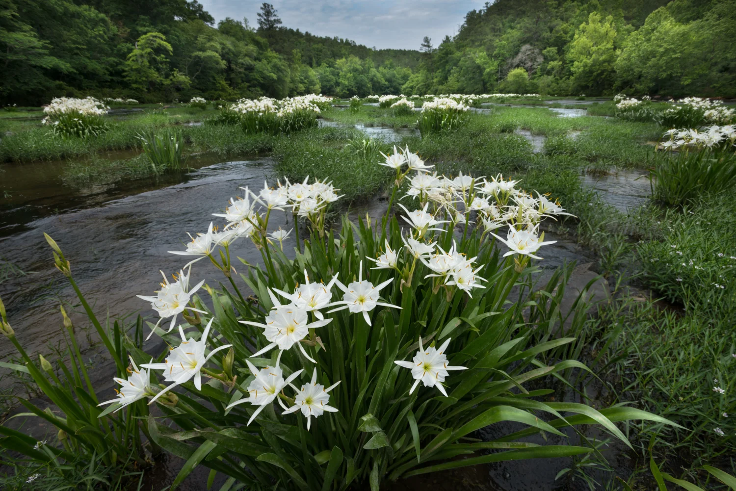 Cahaba River National Wildlife Refuge - lilies.jpg
