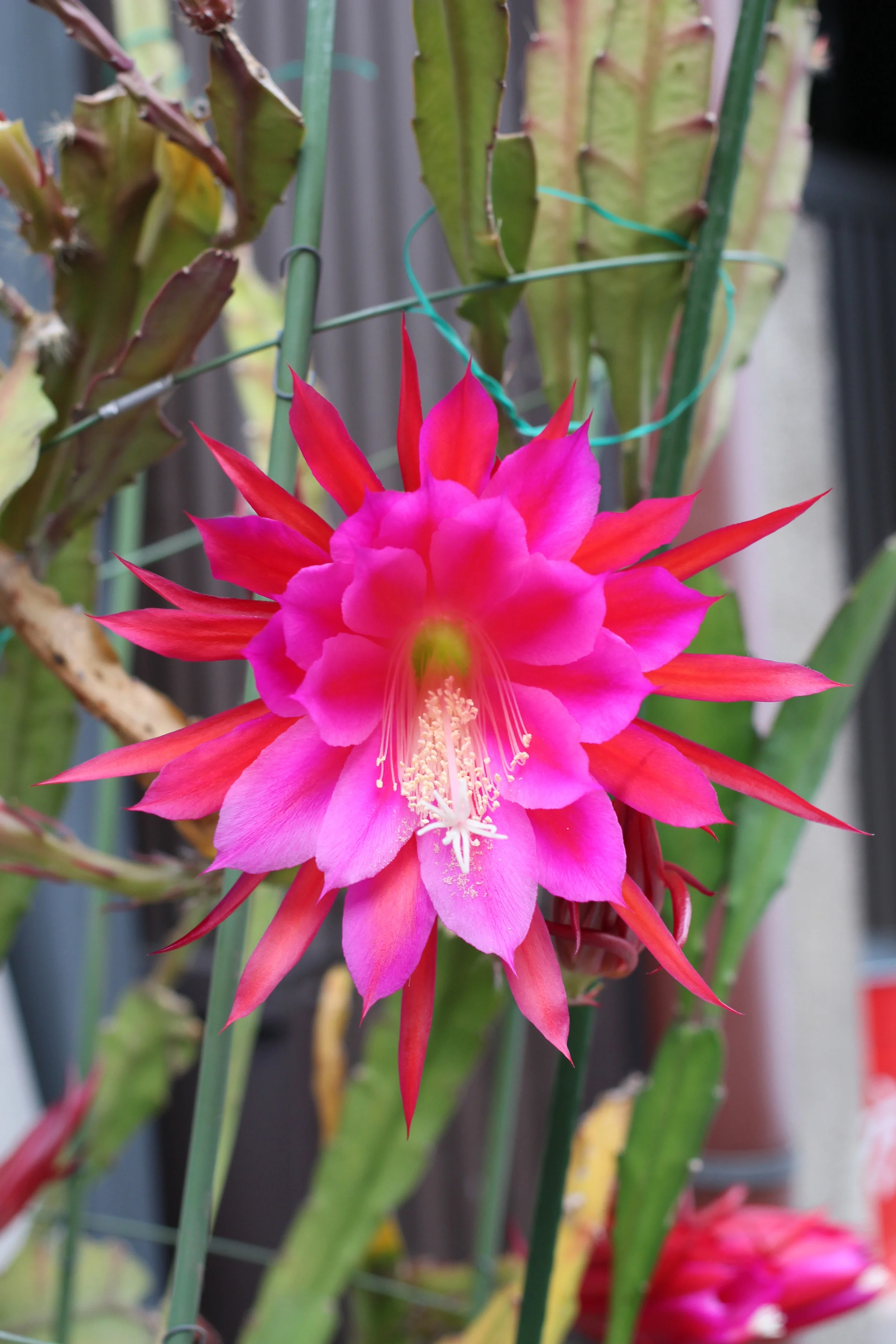 kyotoflower.jpg
