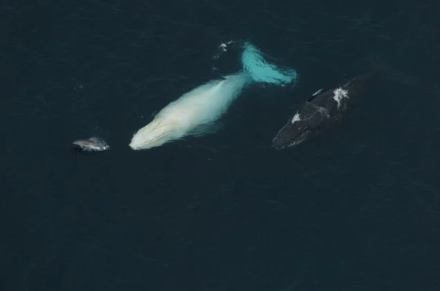 Via: migaloowhale.org